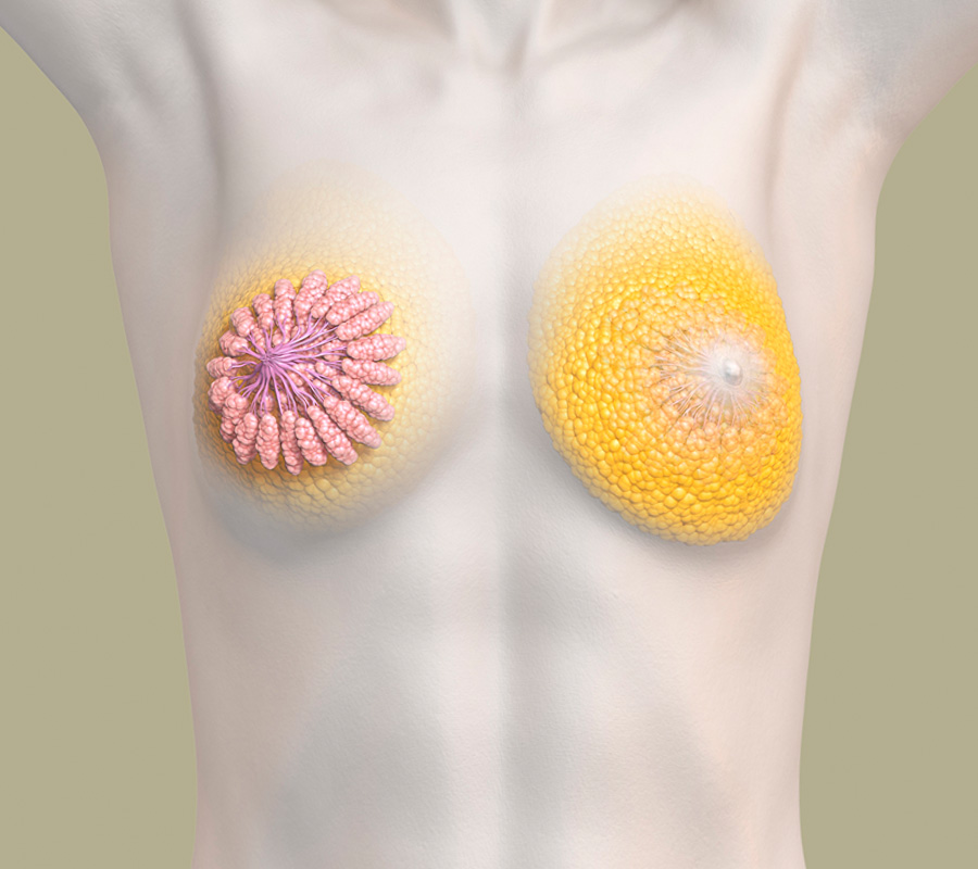 Anatomischer Aufbau der Brust