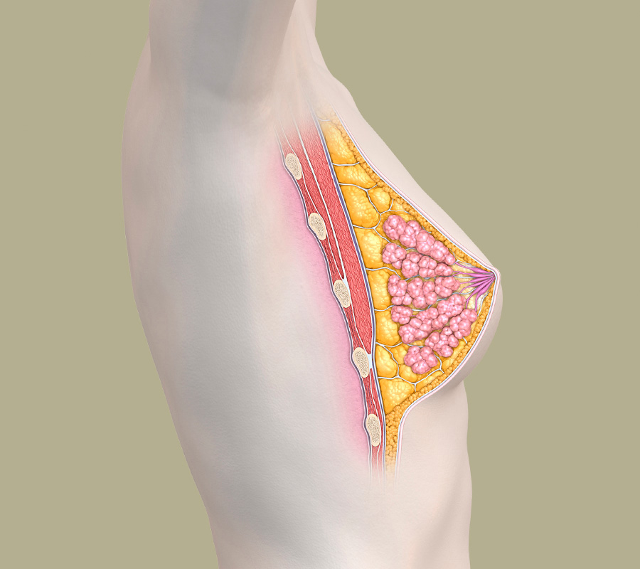 Brustgewebe - anatomische Darstellung